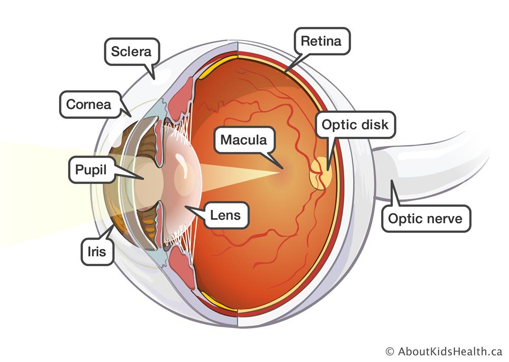 Main Parts Of The Eye And Their Functions - Printable Templates Protal