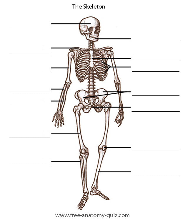 Bones and the skeleton system quiz