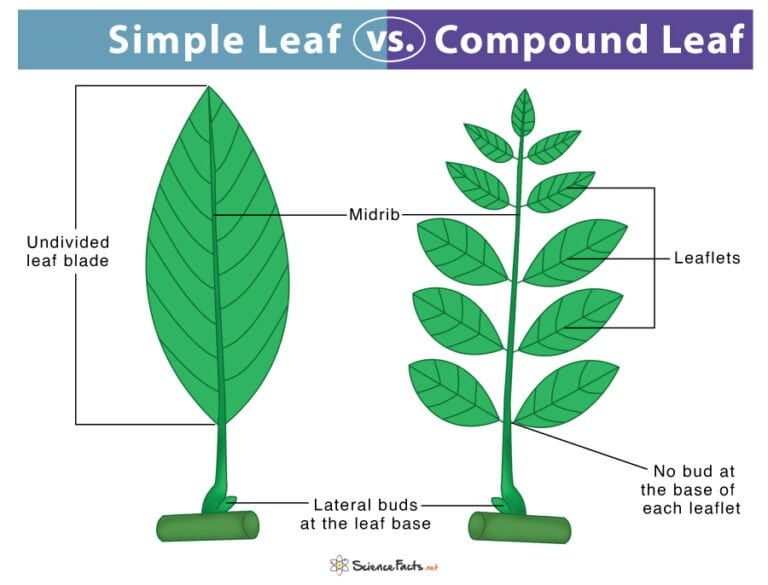 types-of-leaves-structure-arrangement